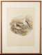 Antique Bird Print of Plectophanes Nivalis *AVAILABLE FOR OFFERS*