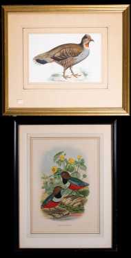 Two 19thC Colored Bird Prints