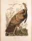 After J.J. Audubon "Great American Cock Male" 1937 Edition