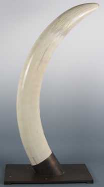 Elephant Ivory Tusk