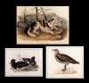 Three Hand Colored 19thC Bird and Animal Prints