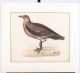 Three Hand Colored 19thC Bird and Animal Prints