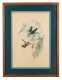 Lot of Four Colored Bird Prints