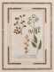 Botanical Print of Amomum