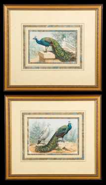 19thC French Pair of Colored Peacock Prints