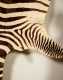 20thC African Zebra Skin