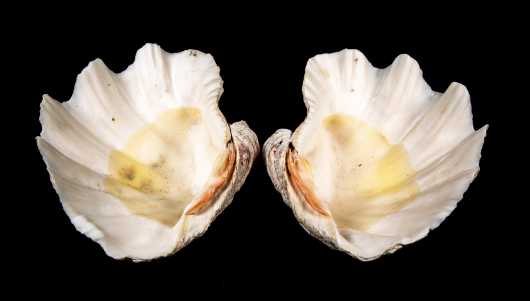 Pair of Clam Shells