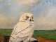 Snowy Owl, Oil on Board