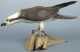 Robert & Virginia Warfield hand carved and painted Osprey