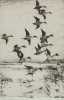 Frank Weston Benson Dry point titled "Pintails Passing" 