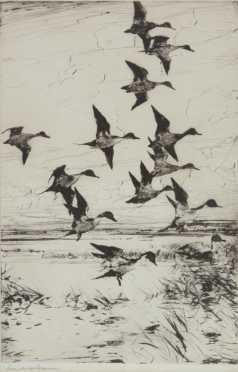 Frank Weston Benson Dry point titled "Pintails Passing" 