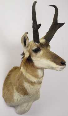 Prong Horn Antelope Trophy Mount