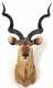 African Kudu Trophy Mount